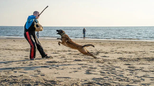 Ameland 2024